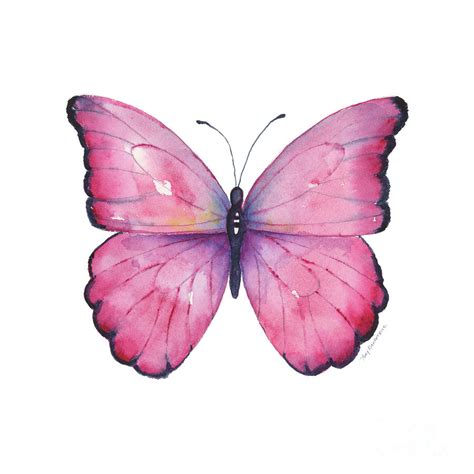 105 Pink Celestina Butterfly Painting By Amy Kirkpatrick Fine Art America