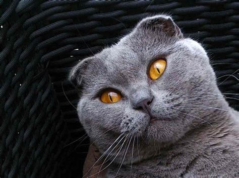 Scottish Fold Cat For Sale Find Out The Best Info