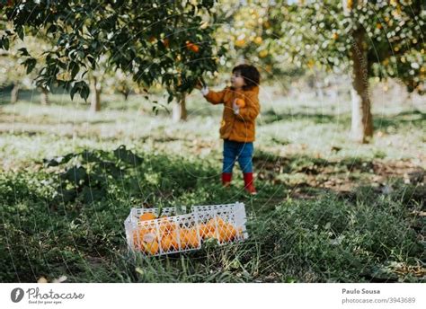 Oranges In The Tree A Royalty Free Stock Photo From Photocase