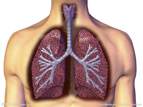 肺 肺呼吸设计图医疗护理现代科技设计图库昵图网