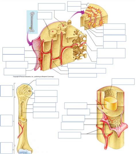 Bone Tissue Worksheet Diagram Quizlet