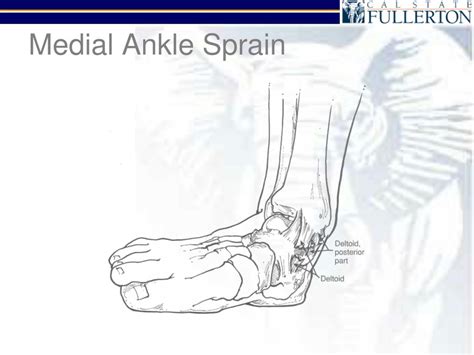 Ppt Ankle And Leg Injuries Powerpoint Presentation Free Download