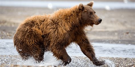 How Fast Can Bears Run Animal Pickings