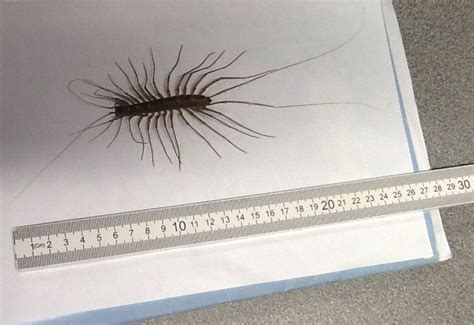 Giant House Centipede From Hong Kong Thereuopoda Sp Whats That Bug