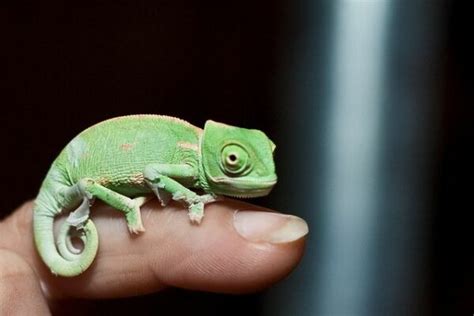 How To Get A Baby Chameleon To Eat Mypetcarejoy