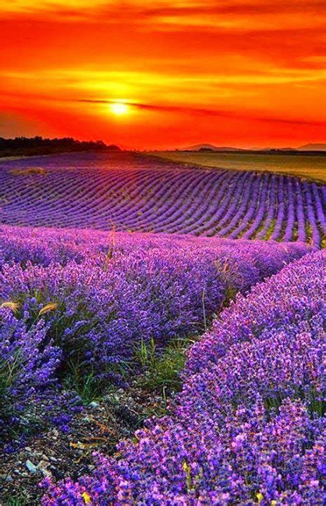 Sunset Over Lavender Field Nature Beautiful Nature Lavender Fields