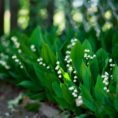 Most Fragrant Flowers According To Gardeners Easy To Grow Bulbs