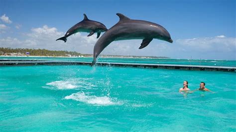 The Greatest Locations To Swim With Dolphins Within The Caribbean
