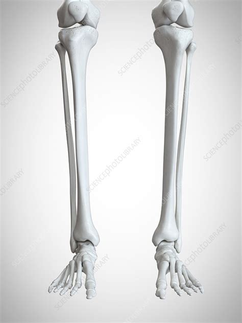 Illustration Of The Lower Leg And Foot Bones Stock Image F0234071