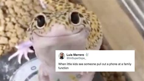 video    polite lizard   cutest  meme  jek