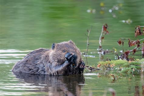 Living On Earth Saltwater Beavers Bring Life Back To Estuaries