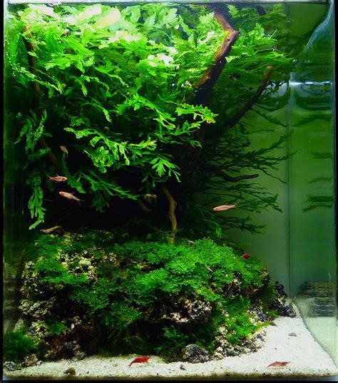 How do you aquascape an aquarium with live rock. Manage your freshwater aquarium, tropical fishes and ...
