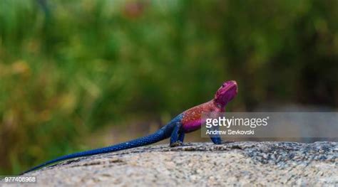 Red And Blue Lizard Photos And Premium High Res Pictures Getty Images