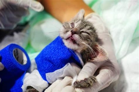 【閲覧注意】熱湯をかけられ体を燃やされるという虐待を受けた子猫が何とか一命を取り留める ねこでもわかる生物学