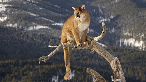 Cougar Mountain Lion Trees Forest Branch Predator Wildlife Nature