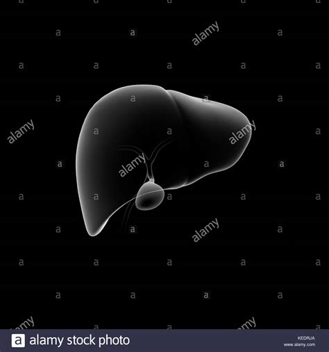 Human Liver Medical Illustration Stock Photo Alamy