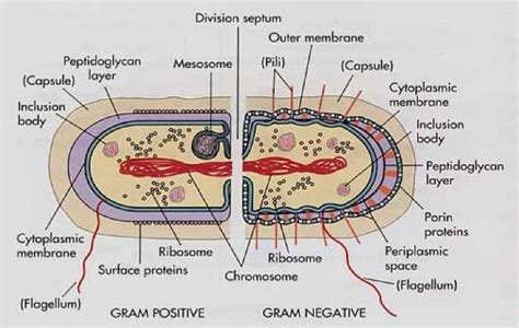 Resistance to physical disruption, sodium azide, and drying. Difference bacteria cell walls of Gram-positive and Gram ...