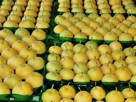 Sep 21, 2017 · asian pear trees (pyrus pyrifolia) fall into two main categories: Temperate Climate Permaculture: Asian Pear Varieties ...