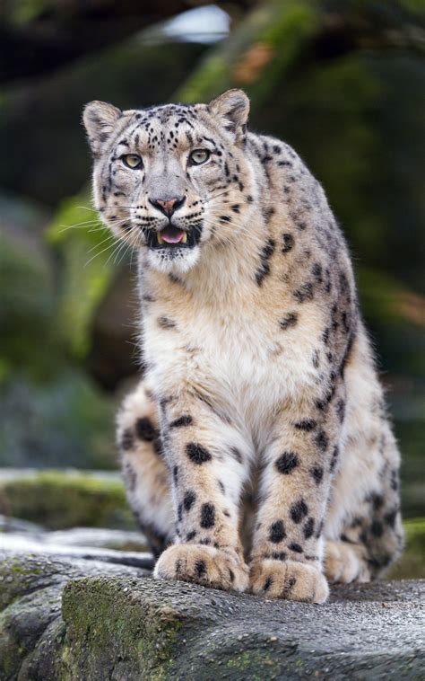 Snow Leopard Close Up Wallpapers Wallpaper Cave