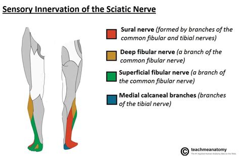The Sciatic Nerve Course Motor Sensory Teachmeanatomy