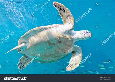 Happy Sea Turtles Aquarium Stock Photo 68777311 Shutterstock
