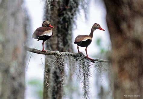 Black Bellied Whistling Duck Ducks Unlimited