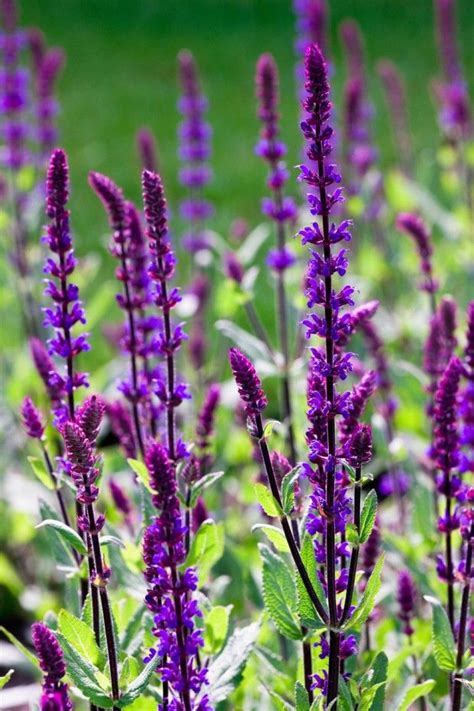 The fragrant flowers fade to pink, then tan in the fall. Top 10 all-weather perennial plants | Purple plants ...