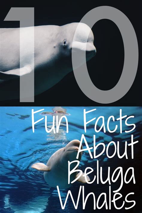 10 Fun Facts About Beluga Whales Fun Facts Beluga Whale Fun Facts