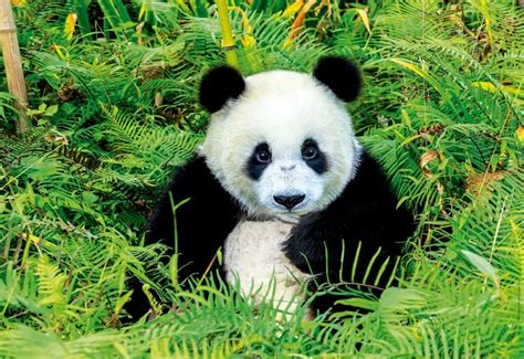 A Que Reino Pertenece El Oso Panda Nepora