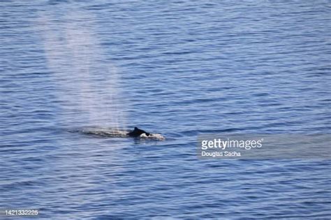 Killer Whale Tail Photos And Premium High Res Pictures Getty Images