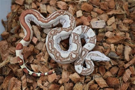 Hypo Jungle 66 Het Kahl Albino And 66 Het Anerythristic Type 1 Boa
