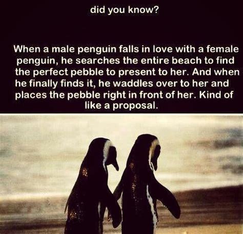 Once the penguins mate themselves, they live together for life. Pin on twitterpated