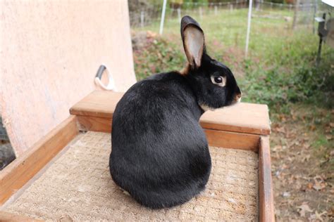 The Satin Rabbit Top Facts And Breed Guide