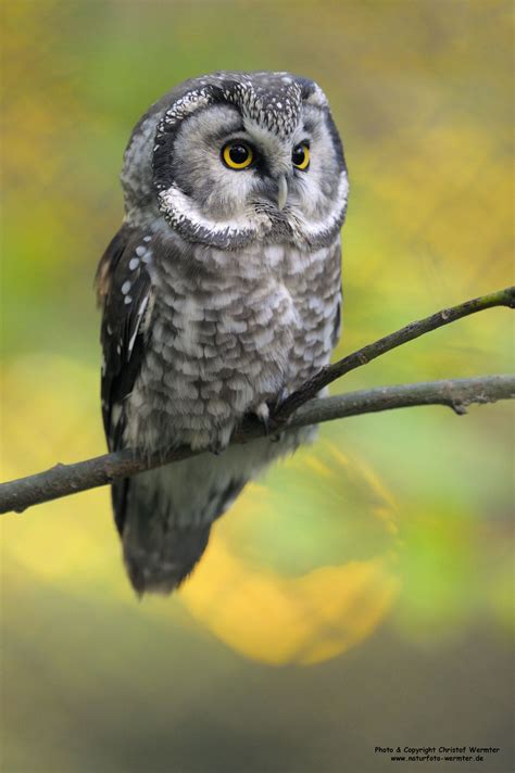 Boreal Owl Boreal Owl Captive Owl Pet Birds Owl Pictures