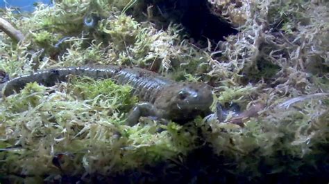 How To Set Up A Tiger Salamander Paludarium With A Waterfall Youtube