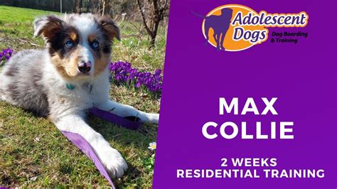 Max The Border Collie Puppy 2 Weeks Residential Dog Training Youtube