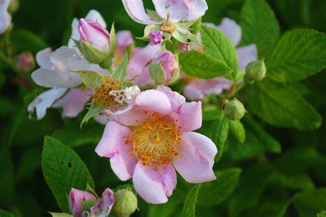 When The Wild Roses Bloom Oak Hill Homestead