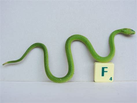 Smooth Green Snake Toy Animal Wiki