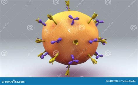 Lymphocyte White Blood Cells With Transparency Membrane And Large