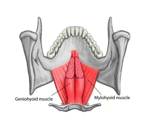 Anatomy Head And Neck Mylohyoid Muscle Statpearls Ncbi Bookshelf