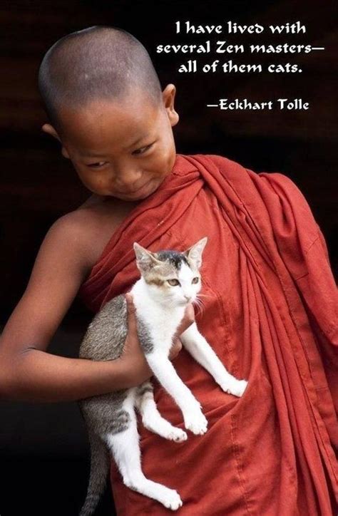 32 Zen Cats Who Could Be Spiritual Gurus Meditating Cat Cats Cat Buddha