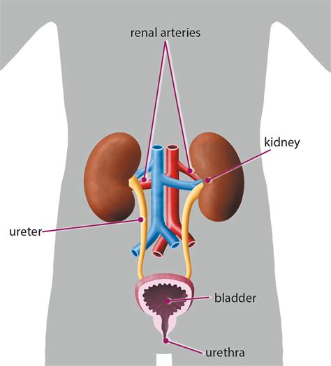 Labeled Diagram Of Excretory System