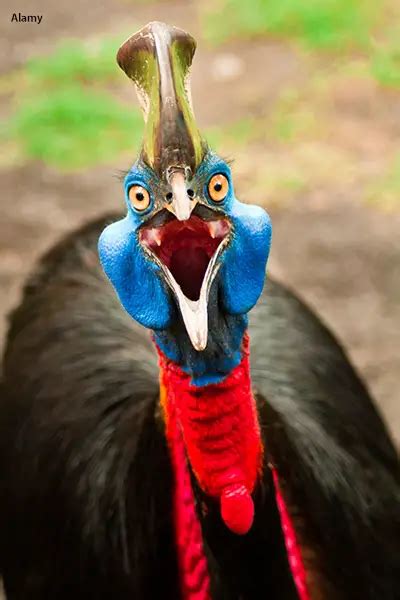 Why The Cassowary Is The Worlds Most Dangerous Bird Guinness World