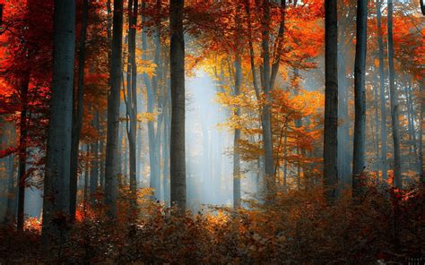 Wallpaper Autumn Forest Trees Yellow Leaves Sun Rays 1920x1200 Hd