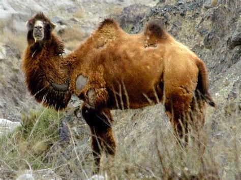 Friend Of The Week 153 Wild Bactrian Camel Rkemonofriends