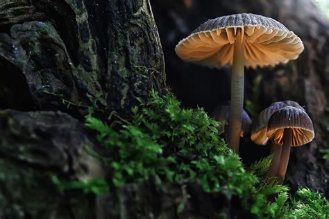 Following the trip ending, you may have some lingering effects that could last into the next day. How Long Do Shrooms Last?: What to Do if Addicted to a ...