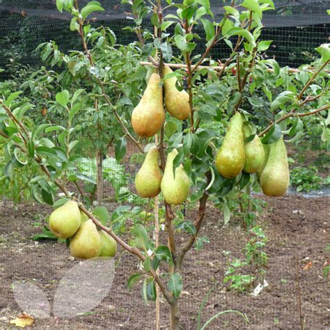Multi Fruit Tree Multi Grafted Fruit Trees Are Perfect For Small
