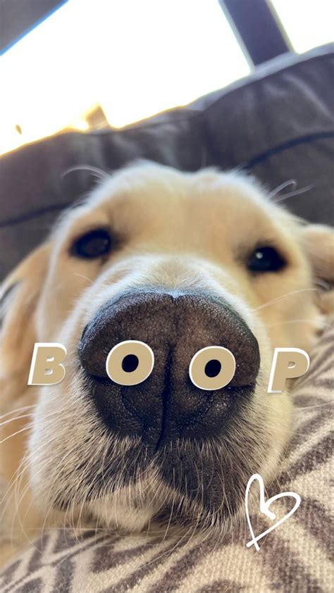Story Instagram Creative Instagram Stories Instagram Dogs Dogs
