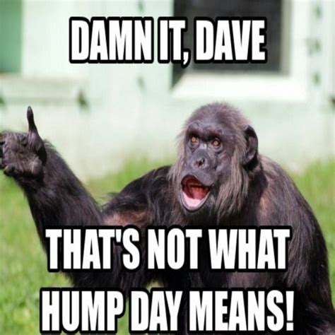 50 Trendy Hump Day Memes That Make You Laugh Funny Hump Day Memes