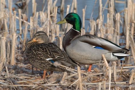 Mallard — Ducks Unlimited Canada